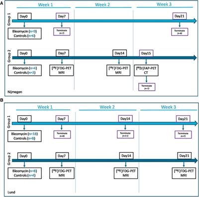 Utilizing MRI, [18F]FDG-PET and [89Zr]Zr-DFO-28H1 FAP-PET tracer to assess inflammation and fibrogenesis in a reproducible lung injury rat model: a multimodal imaging study